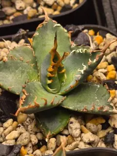 2025年最新】エボリスピナ bb ハイブリッドの人気アイテム - メルカリ