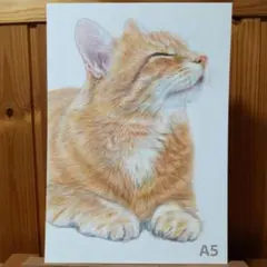 色鉛筆画　手描き　猫「うたた寝」