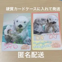 き*☆様 鳥羽水族館コレクションカード第2弾　メイ　ニコイチカード 鳥羽水族館コレクションカード第2弾 メイ ニコイチカード 鳥羽水族館