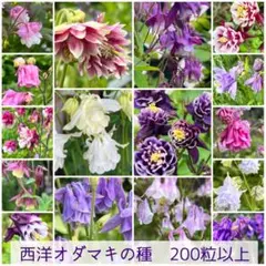 西洋オダマキの種　ミックス　200粒以上！たくさん！のサムネイル