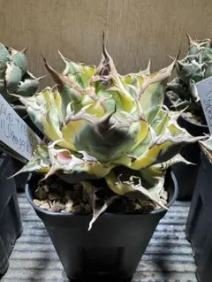 2025年最新】スナグルトゥースの人気アイテム - メルカリ