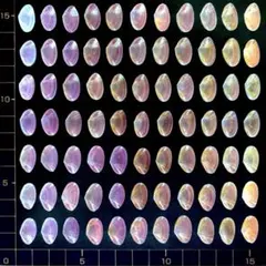 桜貝【片貝】小77枚(穴無し)20