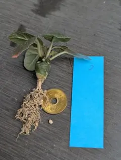 草や　棘猫様 リクエスト 4点 まとめ商品