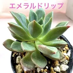 300円スタート】オバティフォリア オルカ 鉢ごとメルカリ便 - メルカリ
