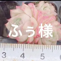 ふぅ様 リクエスト 3点 まとめ商品