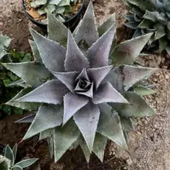 マンガべ　「黒火焔×血雨雷神」 希少】 アガベ マンガベ 黒火焔 ×血雨雷神 ハイブリッド ブラック