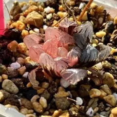 ま*あ様 OB-1オブツーサ錦　超美株　ハオルチア　観葉植物　31