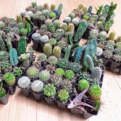 Happiness One様 リクエスト 3点 まとめ商品