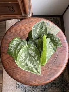 2026年最新】スキンダプサスの人気アイテム - メルカリ