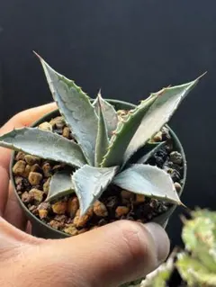 2026年最新】アガベ モンタナの人気アイテム - メルカリ