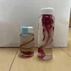 透明標本 ワカサギ　アジ