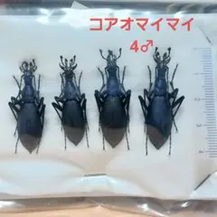 2026年最新】オサムシ 標本の人気アイテム - メルカリ