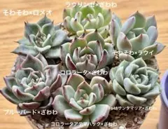 2026年最新】ロメオ×ざわわの人気アイテム - メルカリ
