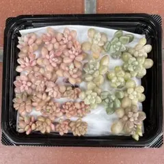 Graptopetalum3種カット苗のサムネイル