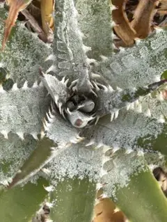 DBディッキア Dyckia Bill Baker hybrid #13 ⑴ - メルカリ