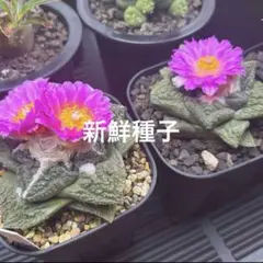 大幅値下げ　大株　アリオカルプス　亀甲牡丹　ゴジラ　抜き苗発送 Yahoo!オークション アリオカルプス ゴジラ × ヒントニー 亀甲牡丹 - サボテン