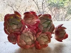 ピ*ン様 3023 新入荷　ボルドー・ベリー　エケベリア　多肉植物　撮影1月18