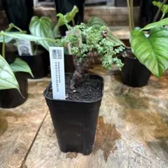 2026年最新】ペラルゴニウム アルテルナンスの人気アイテム - メルカリ