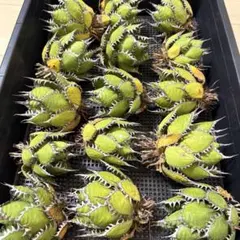 ホリダ 極美株 1株 アガベ チタノタのサムネイル