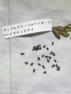 2026年最新】原種交配の人気アイテム - メルカリ