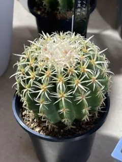 2026年最新】短刺金鯱の人気アイテム - メルカリ