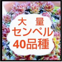 大量 センペルビウム 名前付き 40品種 抜き苗 カット苗 セット まとめてのサムネイル