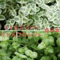 ルビーネックレス とリトルミッシー - メルカリ