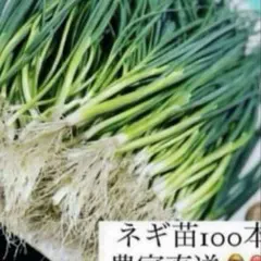 2026年最新】ねぎ苗の人気アイテム - メルカリ