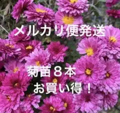 秋咲き菊苗 8本 抜き苗 ネコポス便発送 お得です☆のサムネイル