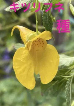 maharo様 リクエスト 2点 まとめ商品