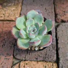 Kー8ー16様 リクエスト 2点 まとめ商品