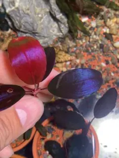 2026年最新】ブセファランドラ ブラックの人気アイテム - メルカリ