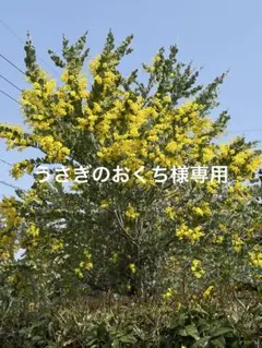 2026年最新】パールアカシアの人気アイテム - メルカリ