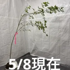 山採りコハウチワ クH210cm W140 鉢の直径20cm - メルカリ