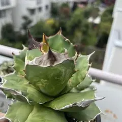 2025年最新】カクタスグリーン アガベの人気アイテム - メルカリ