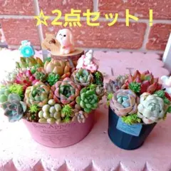 ❤️多肉植物❤️そのまま飾れる寄せ植え❤️ねこちゃんHouse