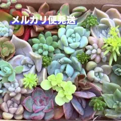 多肉植物　カット苗　詰め合わせ　寄せ植え　多肉弁当　①のサムネイル