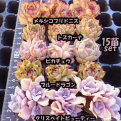 2026年最新】多肉植物 韓国苗 セットの人気アイテム - メルカリ