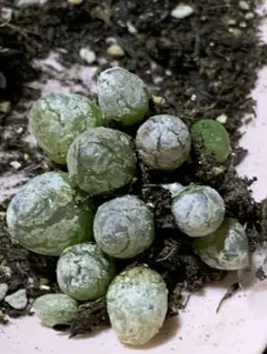 asagi様 リクエスト 2点 まとめ商品