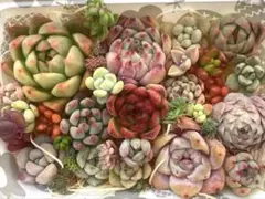 多肉植物　カット苗❤️レア種入り ②