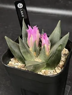 camper様 リクエスト 2点 まとめ商品