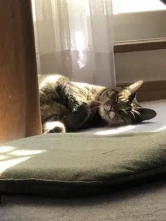 【モズ様専用】