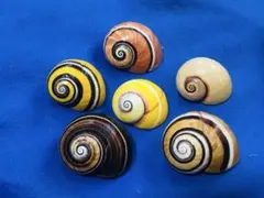 高知県のカタツムリ 陸貝 貝殻 標本 - メルカリ