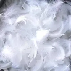 ෆෆෆフェザーシャワーෆෆෆホワイト100枚❤匿名配送