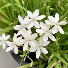 姫檜扇 ヒメヒオウギの種 25粒＋α＊｜白花（アルバ）のサムネイル