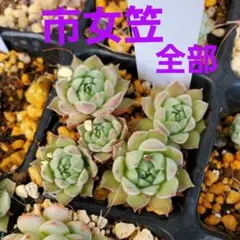 アエオニウム ホワイトフェニックス錦①⭐️お買い得 - メルカリ