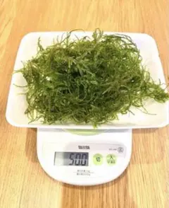 山盛り!　国産ウィローモス　50gのサムネイル