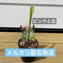 びーとる様 リクエスト 2点 まとめ商品