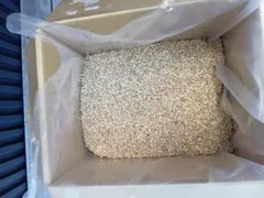 玄米　１５キロ　クズ米　鳥エサのサムネイル