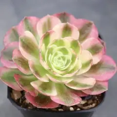♡♡ 多肉植物 アエオニウム マバハ ♡♡ 抜き苗 - メルカリ